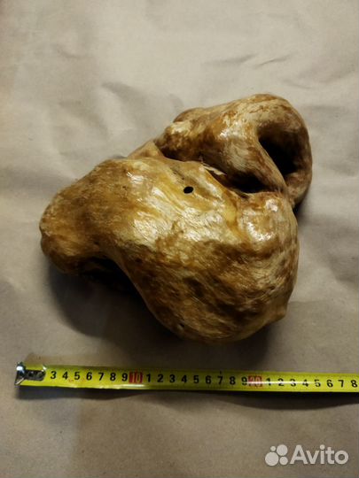 Березовый кап в интерьер