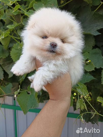 Щенки померанского шпица медвежьего типа