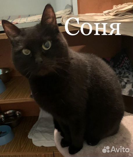Кошка Соня