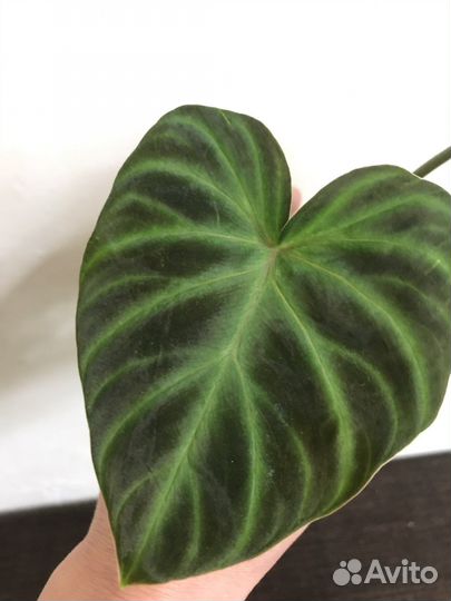 Филолендрон Веррукозум (Бородавчатый)