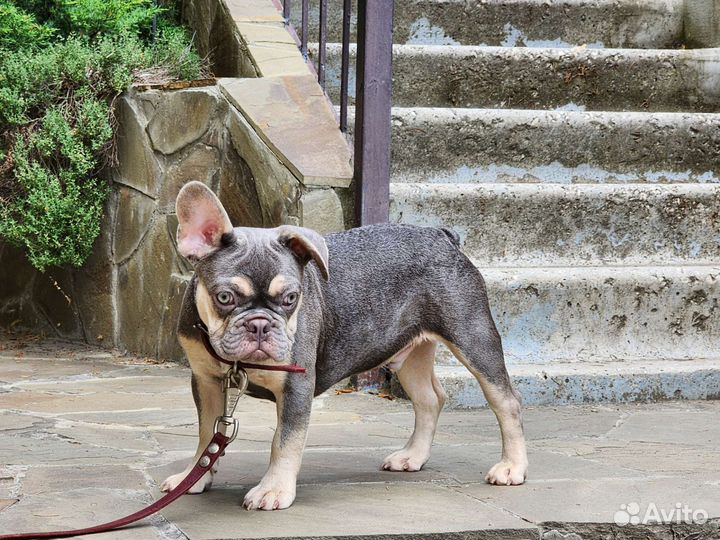 Лиловый парень