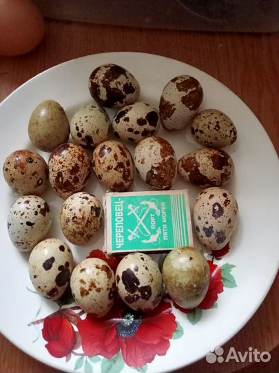 Яйцо перепелиное, инкубационное