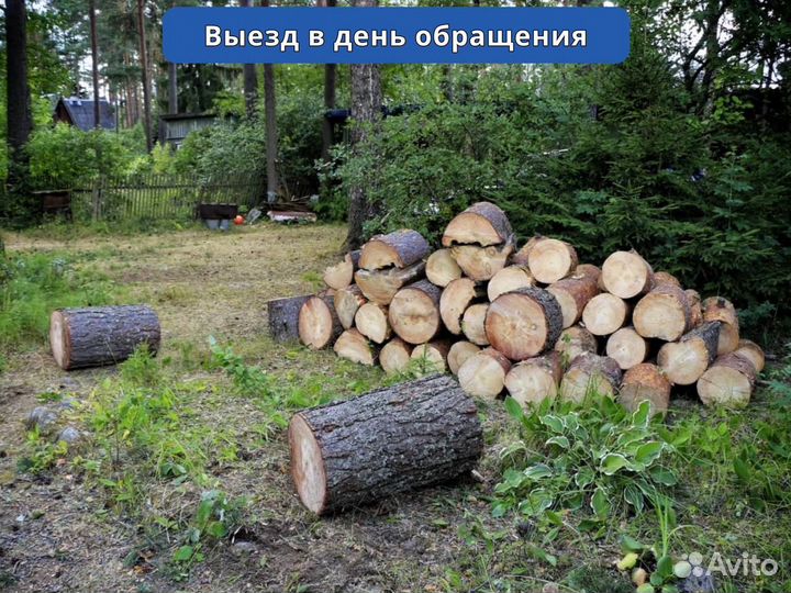 Спиливание деревьев, удаление и валка