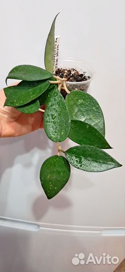 Хойя,монстера