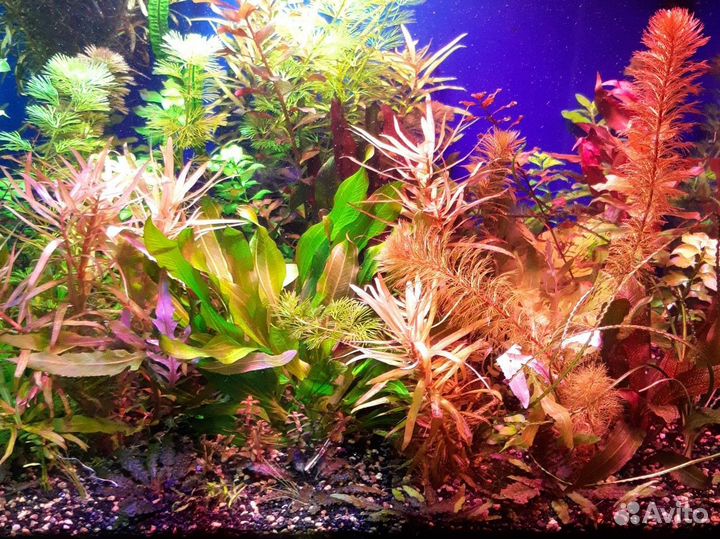 Аквариумные растения