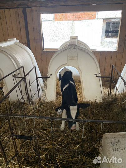 Бычки. Телята