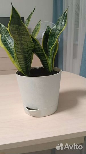 Сансевиерия