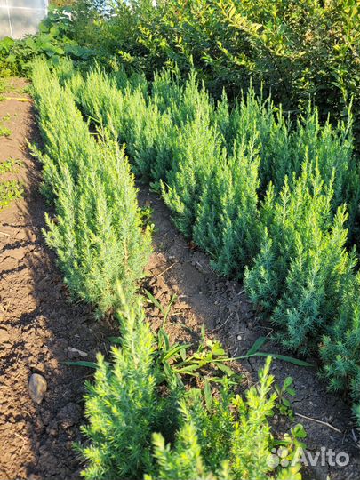 Можжевельник