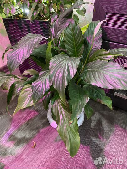 Спатифиллум