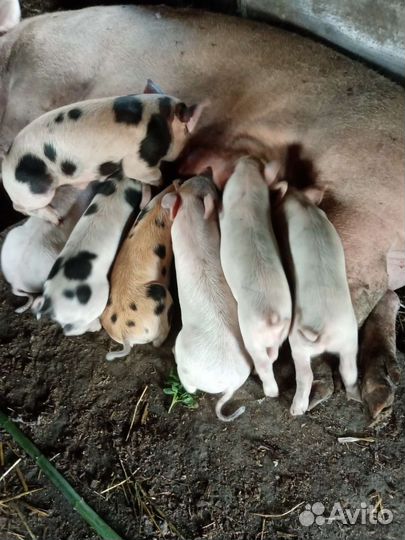 Поросята ландрас дюрок