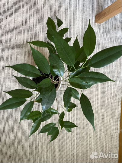 Фикус бенджамина