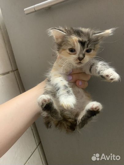 Котята продаются