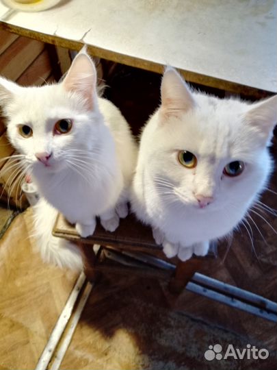Кошки и котята