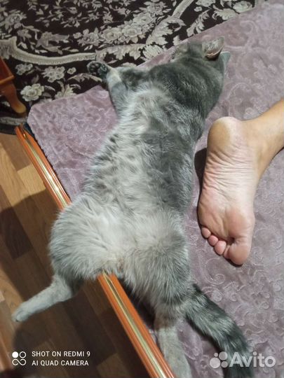 Кот Василий