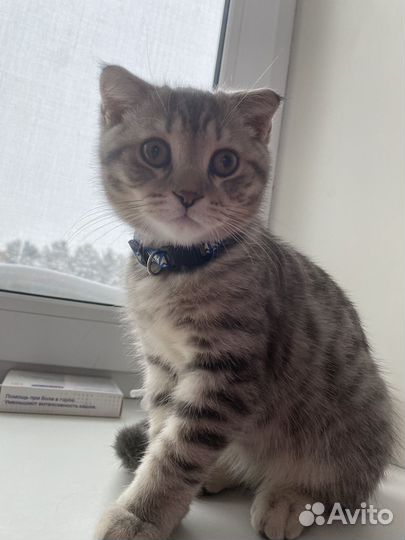 Отдам кота в добрые руки