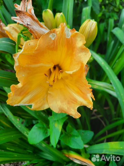 Лилейники сортовые