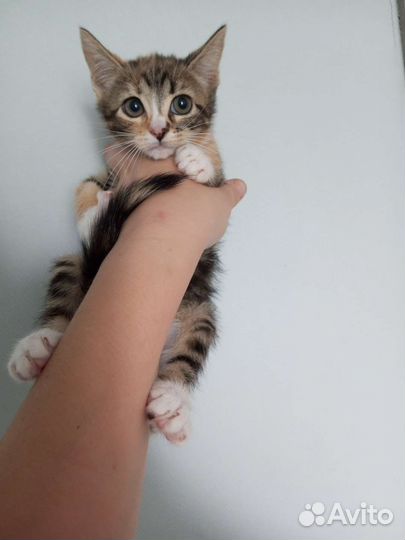 Котенок девочка в дар