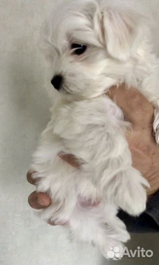 Мальтезе мини