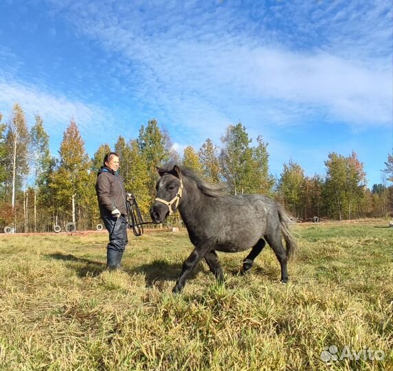 Шетлендский пони