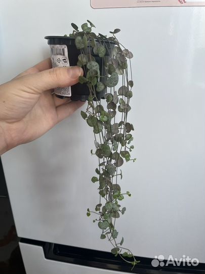 Циропегия вуда