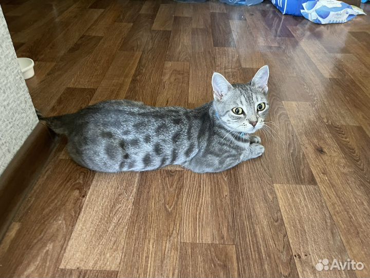 Найдена кошка