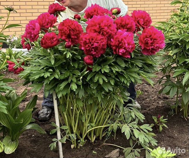 Пионы розовые корни