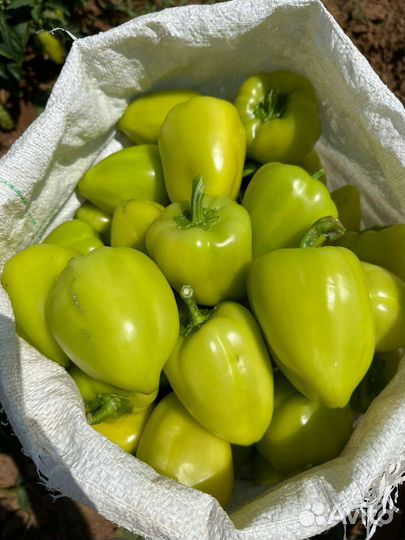 Астраханские перцы сетевое качество