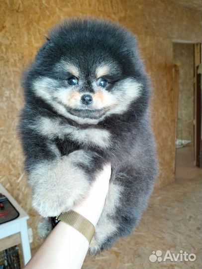 Померанский шпиц мини