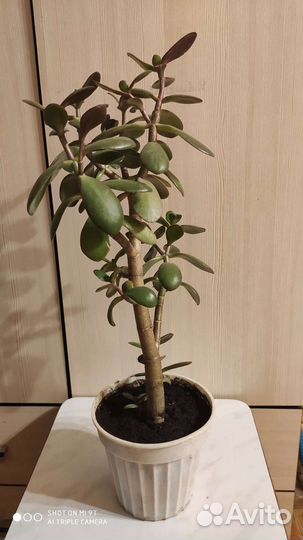 Толстянка 40 см