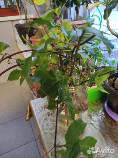 Пассифлора маракуйя