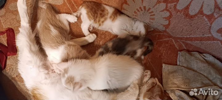 Котятки в добрые руки