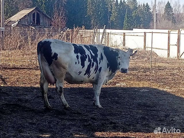 Продам дойную корову купить в Майском | Животные и зоотовары | Авито