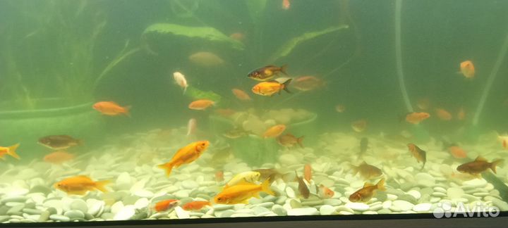 Карась малек