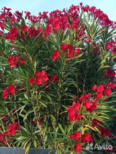 Саженцы Олеандр красный “Cardinal Red”