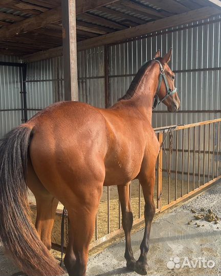 Годовалый жеребчик