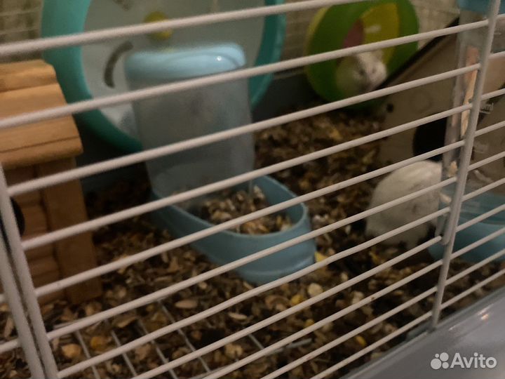 Хомячки альбиносы