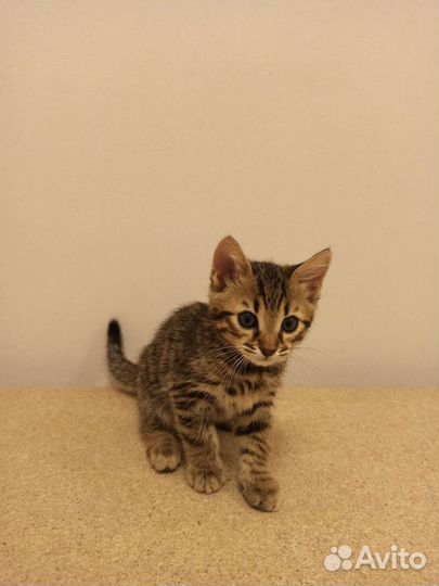 Бенгальские котята