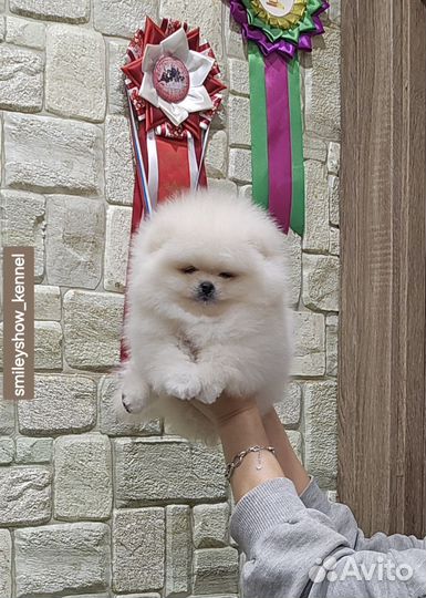 Мальчик светлый крем. Видео