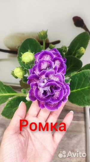 Сортовые глоксинии