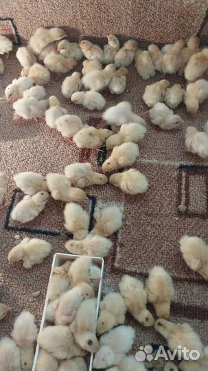 Перепелята суточные