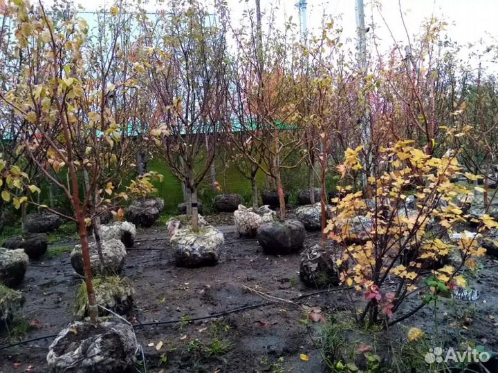 Лучшие саженцы крупномеры