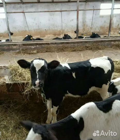 Телята бычки