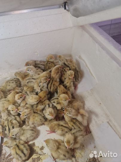 Перепела фараон,белый гигант