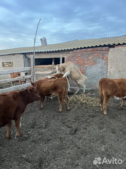 Телки подсосные