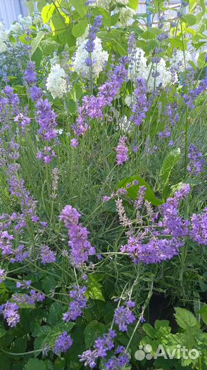 Рассада лаванды