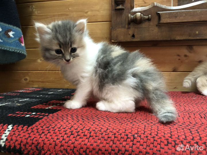 Котята