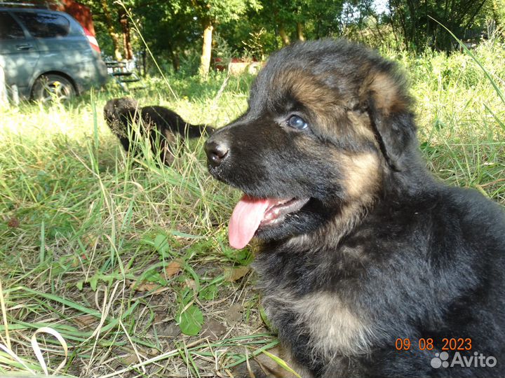 Шикарные Щенки немецкой овчарки