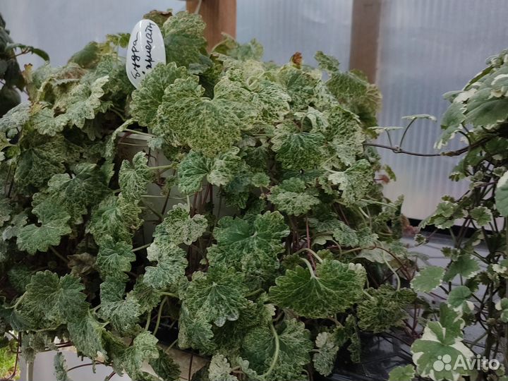 Будра вариегатная,для дома и сада