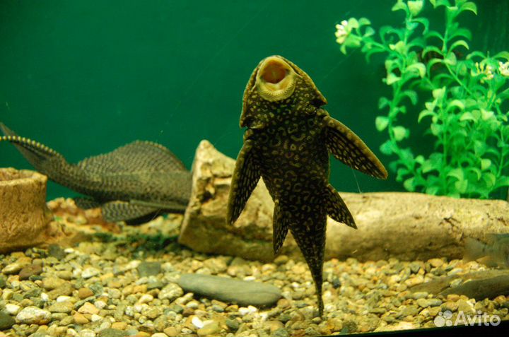 Сом парчовый подростки/крупные