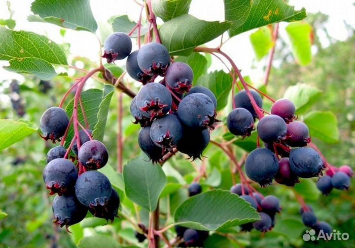 Ирга Ламарка и др. саженцы